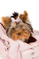yorkshire terrier inside the bag