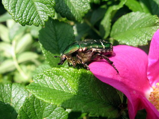 Beetle on dogrose