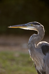 Great Blue Heron in Florida