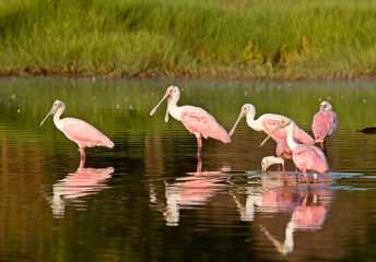 Rosette Spoonbills feeding in Florida waters