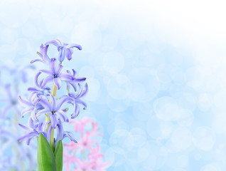 Hyacinth over blue background