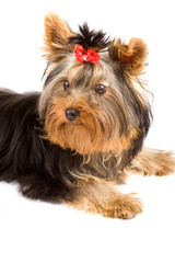 Yorkshire Terrier - Dog