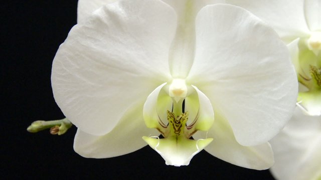 Orchidea bianca