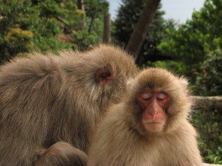 Macaques in Japan