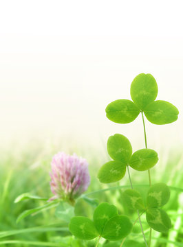 clover leaves on meadow