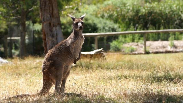 Slow Kangaroo