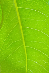 Green Leaf