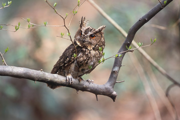 オオコノハズク