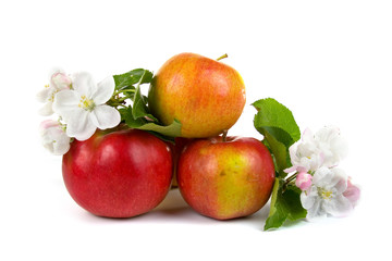 Ripe red apples and apple-tree blossoms