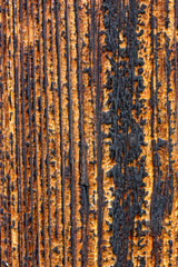 wood texture burnt
