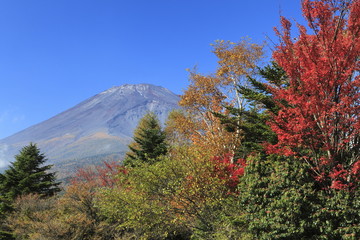 Mt. Fuji in Autumn Color