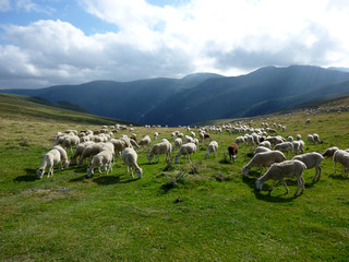 Obraz premium moutons