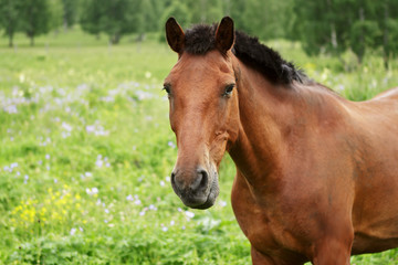 Beautiful horse