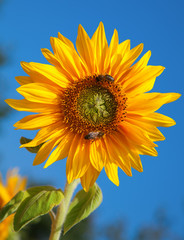 Naklejka premium Sunflower