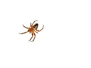 Cross spider