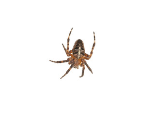 Cross spider