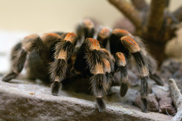 Brachypelma smithi