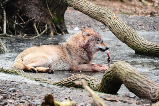 Europ&auml;ischer Grauwolf