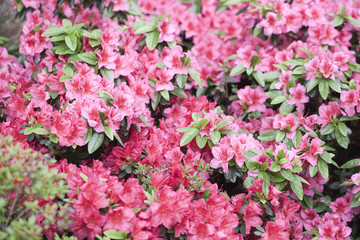 Obraz premium fond végétal de rhododendron rose