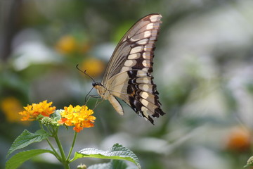 Schmetterling-Mahlzeit
