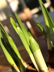 Narzissen (Narcissus)