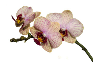 Obraz premium Phalaenopsis orchid isolated on white