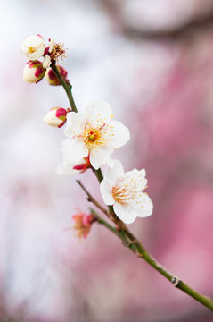 白梅とピンクのボケ © Takahashi Yuji