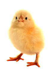 junges Osterkücken auf weissem Hintergrund