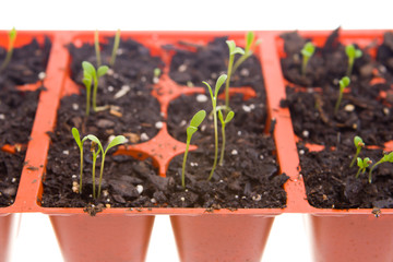 Side View Daisy Seedlings Sprouting Pots Isolated