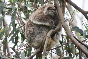 Cute koala bear having a snooze