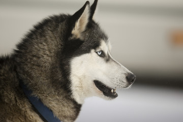 Schlittenhunderennen