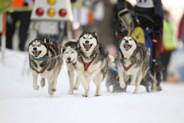 Hundeschlittenrennen