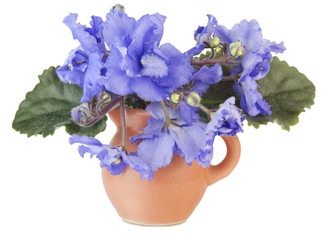Gentle blue violets in a small jug