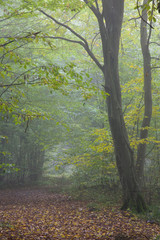Old hornbeam tree over path in mist