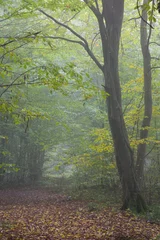 Raamstickers Old hornbeam tree over path in mist © Aleksander Bolbot
