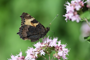 Resting Tortoiseshell butterfly
