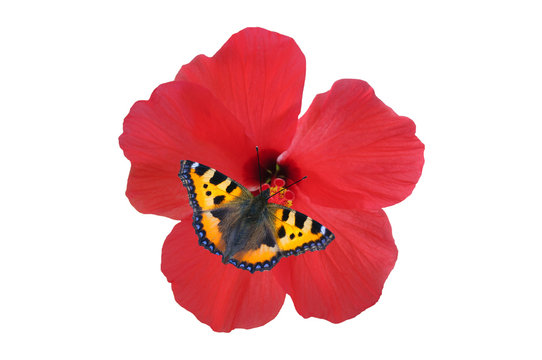 butterfly on a flowerr