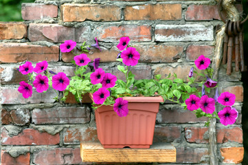 Brilliant Petunias against brick wall