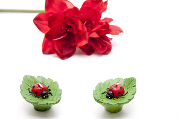 Marienkäfer auf Kleeblatt