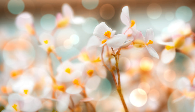 white spring flower