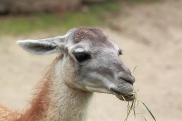 guanaco