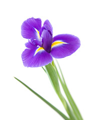 beautiful dark purple iris flower isolated on white background;