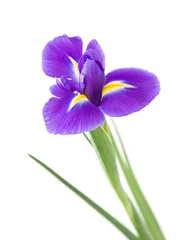 Photo sur Plexiglas Iris belle fleur d& 39 iris violet foncé isolée sur fond blanc  