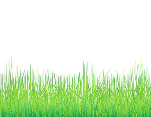 Background with the grass