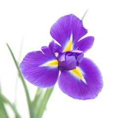 Foto op Plexiglas Iris mooie donkere paarse iris bloem geïsoleerd op een witte achtergrond 