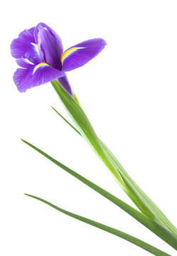 beautiful dark purple iris flower isolated on white background;