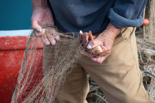 Pesce nella rete (Liguria)