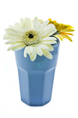 Two gerbera in ceramic vase isolated in white background
