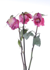 Drei welke Rosen