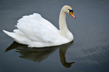 Naklejka na ściany i meble Mute Swan on a pond